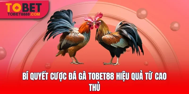 Bí quyết cược đá gà Tobet88 hiệu quả từ cao thủ